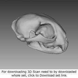 3D Scan of Skull